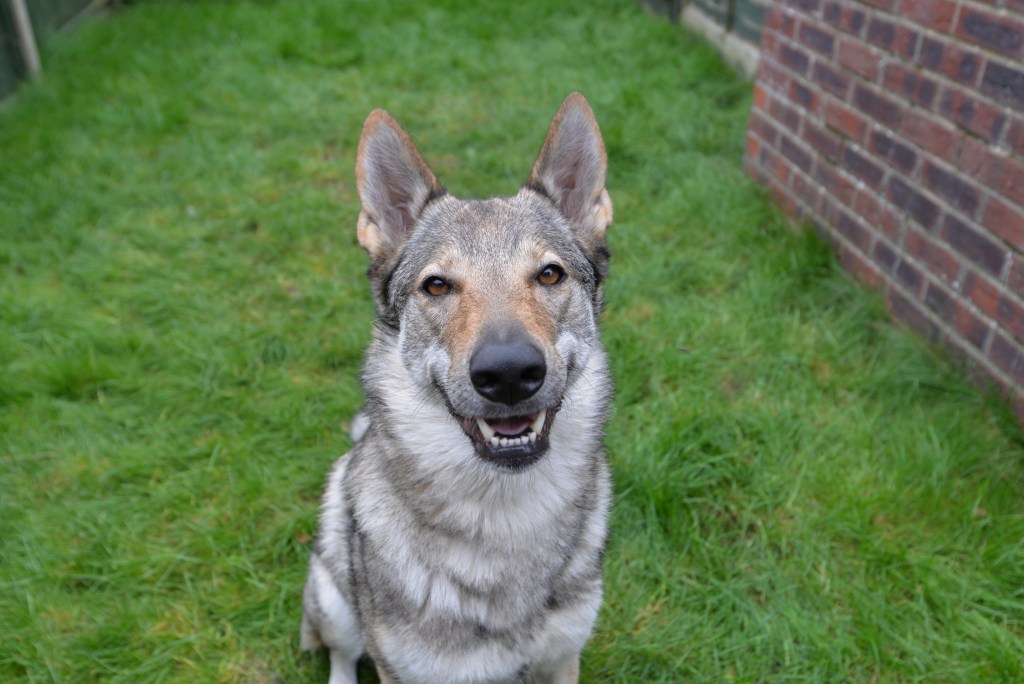 Sharga, Happy Woofs Head Tester